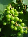 Unripe grapes on vine Royalty Free Stock Photo