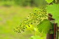 Unripe grapes on the vine. Young branch of grapes on the nature. Growing grapes in the vineyard. Growing wine for sale. Young