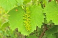 Unripe grapes on the vine. Young branch of grapes on the nature. Growing grapes in the vineyard. Growing wine for sale. Young Royalty Free Stock Photo