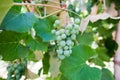 Unripe grapes in vineyard