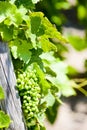 unripe grapevine, vineyards of Cote Rotie, Rhone-Alpe, France Royalty Free Stock Photo