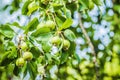 Unripe green apples, Orchard. Young apple tree. Ripe fruit harve Royalty Free Stock Photo