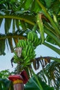 Unripe green bananas are not ready to harvest Royalty Free Stock Photo