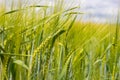 Unripe green barley in cultivated field. Young ears of wheat. Hordeum vulgare. Head full grains close up. Concept of the Royalty Free Stock Photo