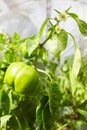 Unripe green bell pepper growing and blossoming in the garden. Royalty Free Stock Photo