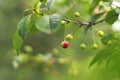 Unripe green berries of a cherry tree, a drop of dew Royalty Free Stock Photo