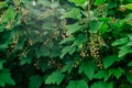 Unripe green berries with withered flowers of red currant growing on branch of bush with leaves in garden. Copy space. Royalty Free Stock Photo