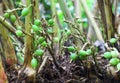 Unripe Green Cardamom Pods in Plant Royalty Free Stock Photo