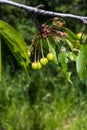 unripe green cherries on cherry tree branch in summer park