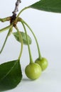 Unripe green cherry