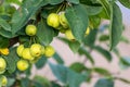 Unripe green cherry tree ripening in summer sunset in organic gardening idyll with green cherries with blurred background and copy Royalty Free Stock Photo