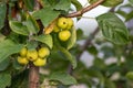 Unripe green cherry tree ripening in summer sunset in organic gardening idyll with green cherries with blurred background and copy Royalty Free Stock Photo