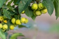 Unripe green cherry tree ripening in summer sunset in organic gardening idyll with green cherries with blurred background and copy Royalty Free Stock Photo