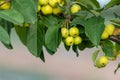 Unripe green cherry tree ripening in summer sunset in organic gardening idyll with green cherries with blurred background and copy Royalty Free Stock Photo