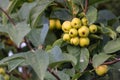 Unripe green cherry tree ripening in summer sunset in organic gardening idyll with green cherries with blurred background and copy Royalty Free Stock Photo