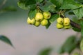 Unripe green cherry tree ripening in summer sunset in organic gardening idyll with green cherries with blurred background and copy Royalty Free Stock Photo