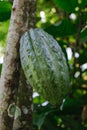 Unripe green cocoa bean hanging on tree