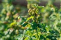 Unripe green currant berries on a branch in the sunlight. Currant bush grows in the garden at home.