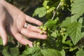 Unripe green currant fruits kept on a woman`s hand.