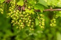 Unripe green currants berries. Currant branch in the garden in early spring. Organic gardening