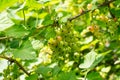 Unripe green currants on berry bush with green leaves