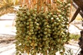 Unripe green Dates Royalty Free Stock Photo