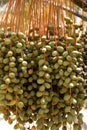 Unripe green Dates Royalty Free Stock Photo