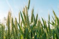Unripe green ears of wheat in cultivated field Royalty Free Stock Photo