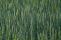 Unripe green ears of winter wheat growing in the field Royalty Free Stock Photo