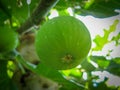 Unripe green fig fig tree. Royalty Free Stock Photo