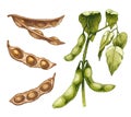 Unripe green fresh soybean pods with leaves and seeds. Vector hatching illustration Royalty Free Stock Photo