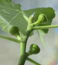 unripe green fruits of fig ripening on the window, Panache variety