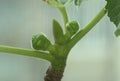 unripe green fruits of fig ripening on the window, Panache variety