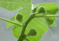 unripe green fruits of fig ripening on the window, Panache variety