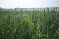 Unripe green grain before harvesting in the field