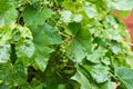 Unripe green grape bunch in rainy day with water drops on the leaves, closeup Royalty Free Stock Photo