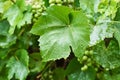 Unripe green grape bunch in rainy day with water drops on the leaves, closeup Royalty Free Stock Photo