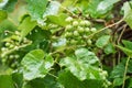 Unripe green grape bunch in rainy day with water drops on the leaves, closeup Royalty Free Stock Photo