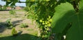 Unripe green grape clusters on vines