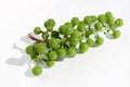 Unripe green grapes berries lie on white paper outdoor macro