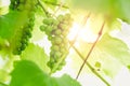 Unripe green grapes on a branch of a vine in a garden on a sunset background Royalty Free Stock Photo