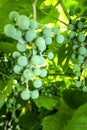 Unripe green grapes on bush and vine on bright sunny day on vineyard. Vertical shot. Close-up Royalty Free Stock Photo