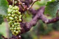 Unripe green grapes growing on the vine Royalty Free Stock Photo