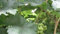 Unripe Green Grapes with leaves Covered with Rain drops.