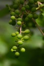 Unripe green grapes