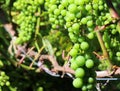 Unripe green grapes on a vine. Closeup Royalty Free Stock Photo