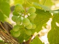 Unripe green Grapes on a vine. Royalty Free Stock Photo