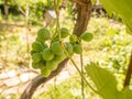 Unripe green Grapes on a vine. Royalty Free Stock Photo