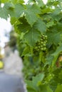 Unripe green grapes on a vine tree Royalty Free Stock Photo