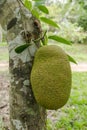 Unripe green jackfruit hanging from a jackfruit tree Royalty Free Stock Photo